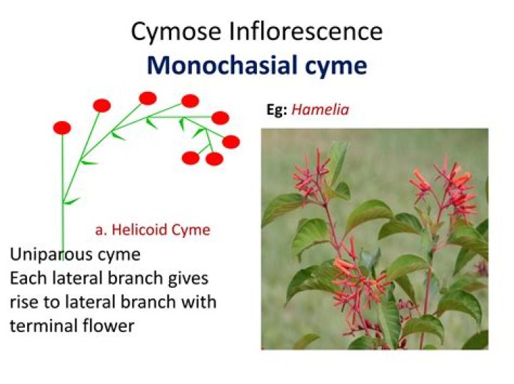 In helicoid cyme meaning?