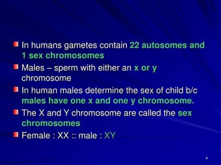 In humans gametes contain?