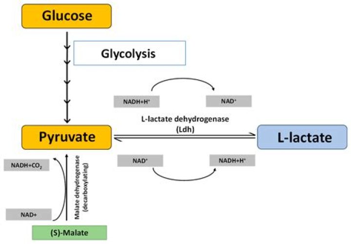 In humans pyruvate can be converted to?