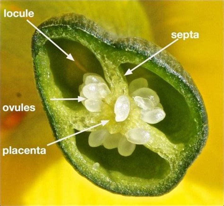 In malvaceae the placentation is?