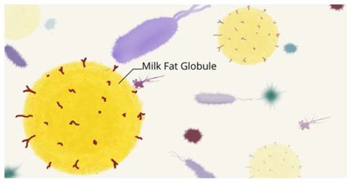 In milk fat globules?