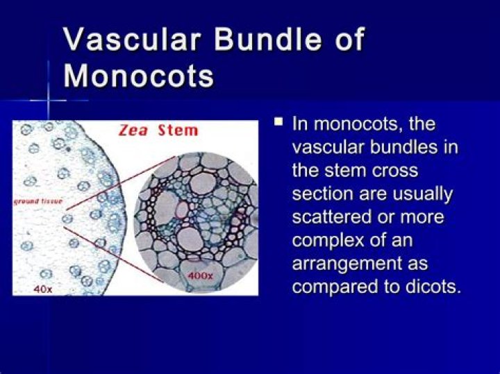 In monocots vascular bundles are?