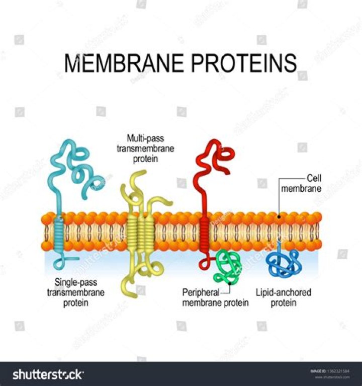 In multipass transmembrane proteins?