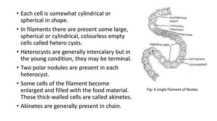 In nostoc the heterocysts are terminal or intercalary?