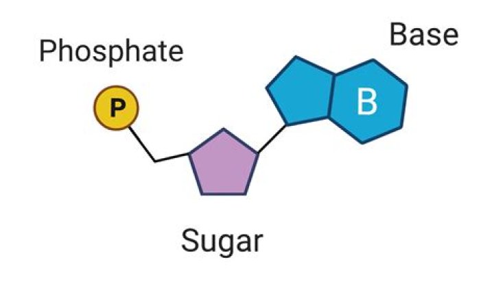 In nucleotide phosphate is attached to sugar by?