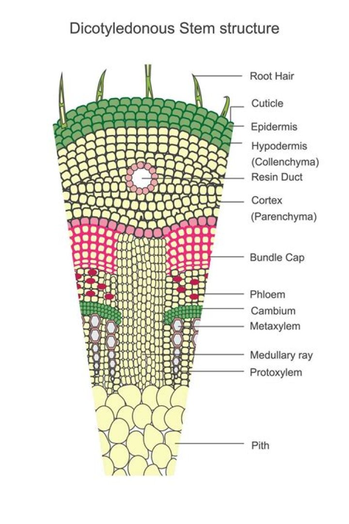 In open vascular bundles of dicotyledons?