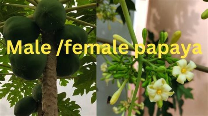 In papaya the flower are?