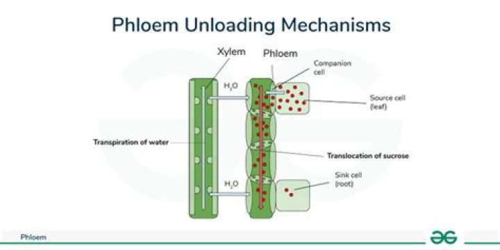 In phloem conduction is?