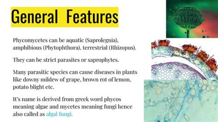 In phycomycetes mycelium is branched or unbranched?