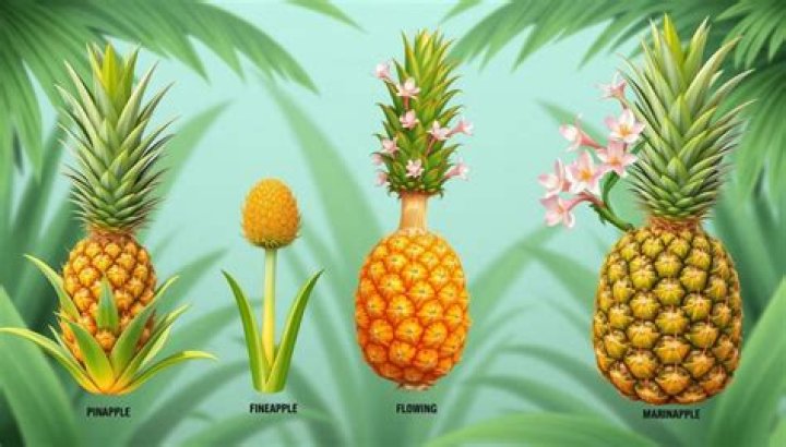 In pineapples flowering and fruit set are synchronised by?