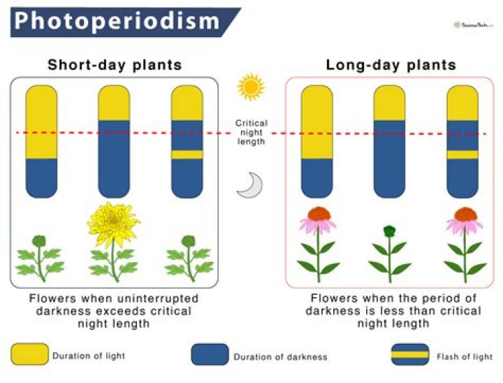 In plants photoperiodic stimulus is received by?