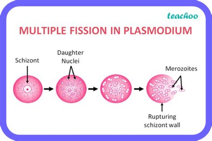 In plasmodium multiple fission is?