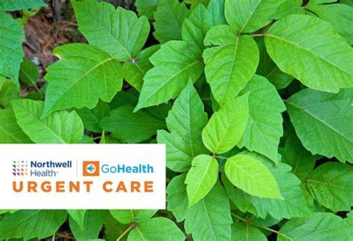 In poison ivy contagious?