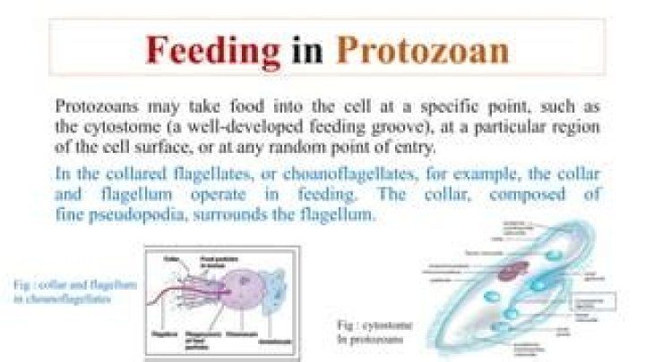 In protozoans digestion of food is?