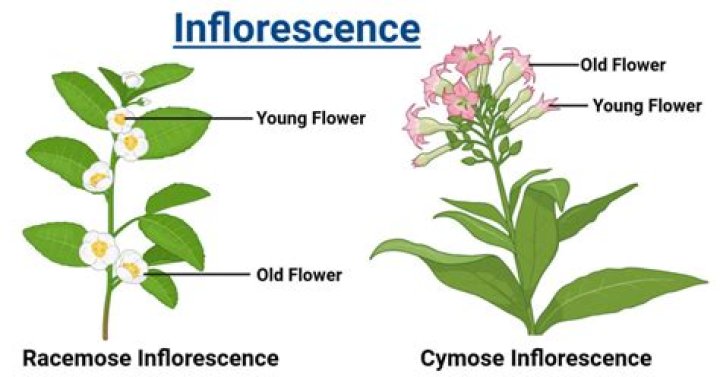 In raceme the flowers are?