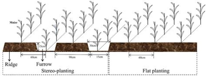 In ridge and furrow?
