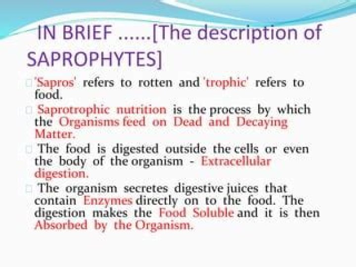 In saprophytes food is digested?