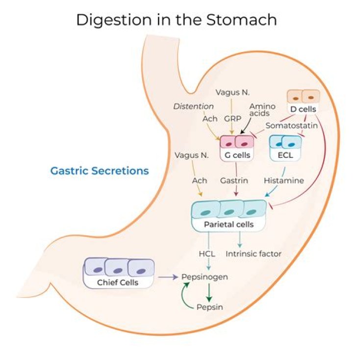 In stomach pepsinogen is converted into?