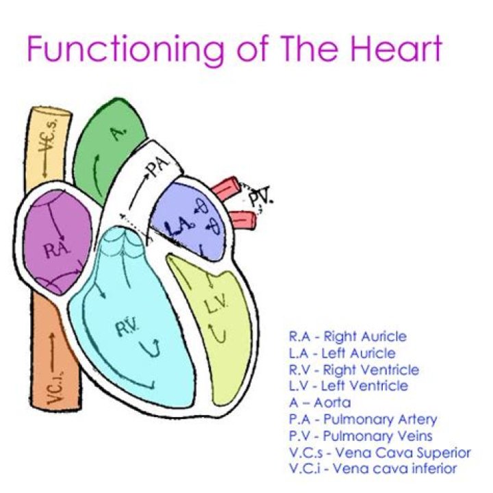 In the functioning of the heart?