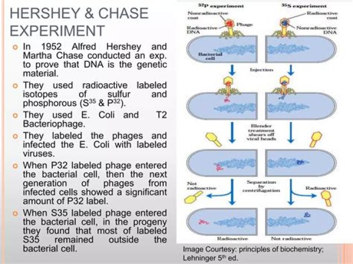 In the hershey and chase experiment radioactively-labeled?