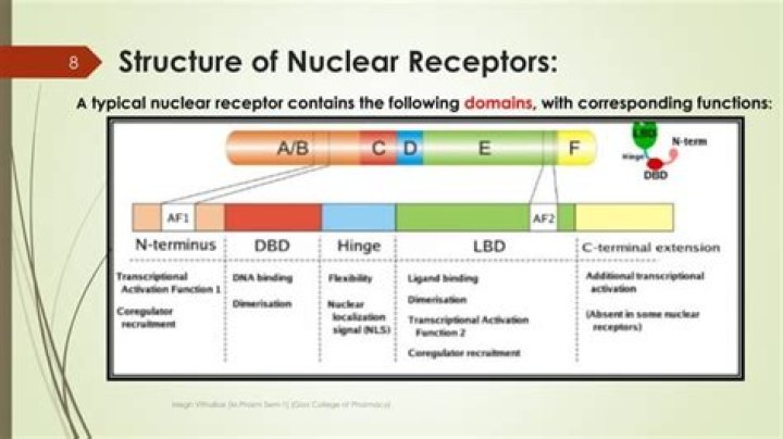 In the nuclear receptor?