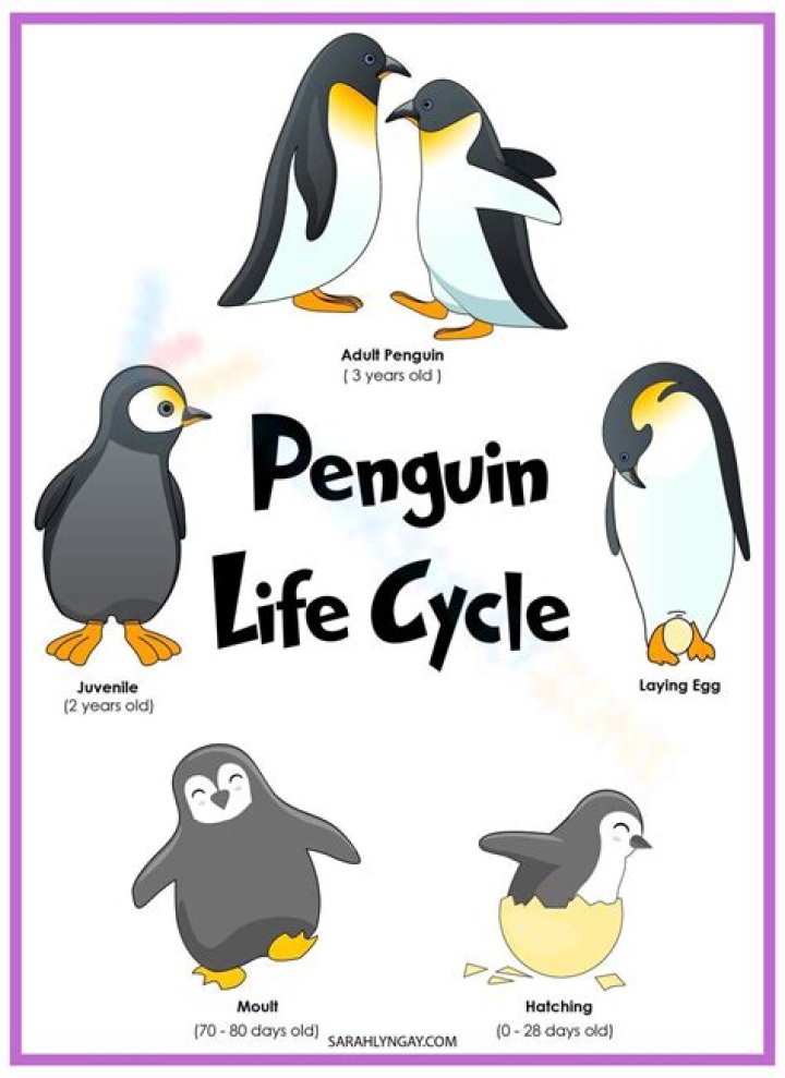In the penguin life cycle?