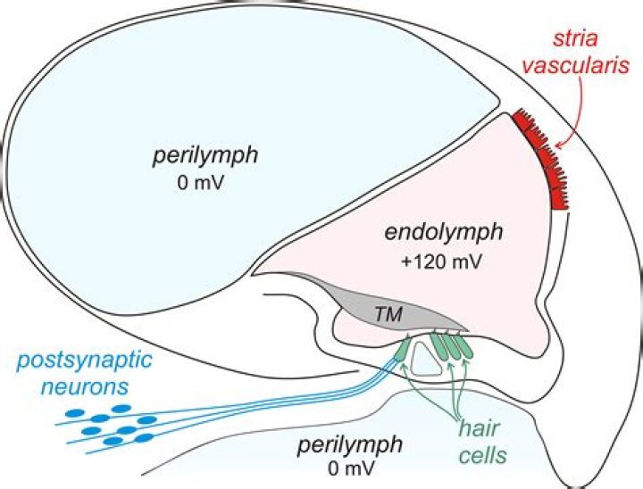 In the term perilymph?