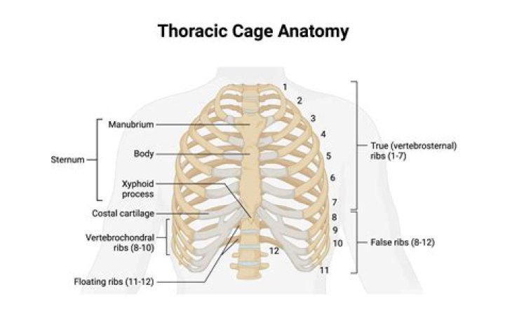 In the thoracic cage?