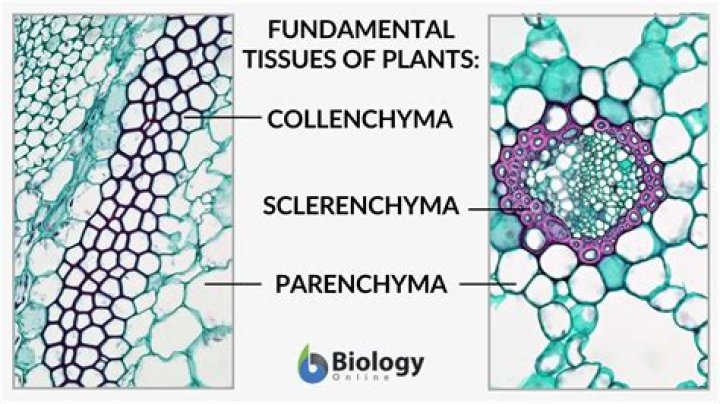 In tissue what is parenchyma?