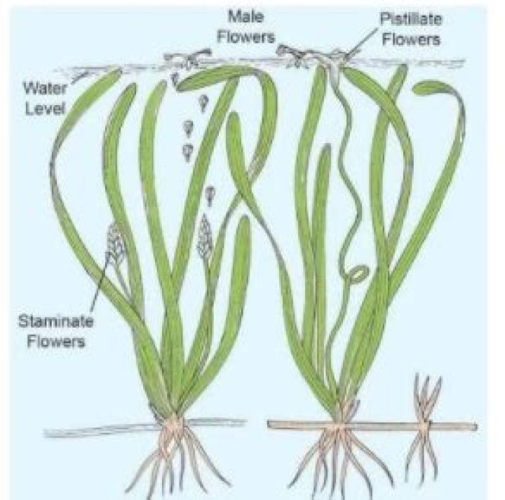 In vallisneria pollination occurs?