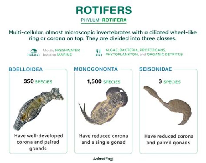 In what environment would you look for rotifers?