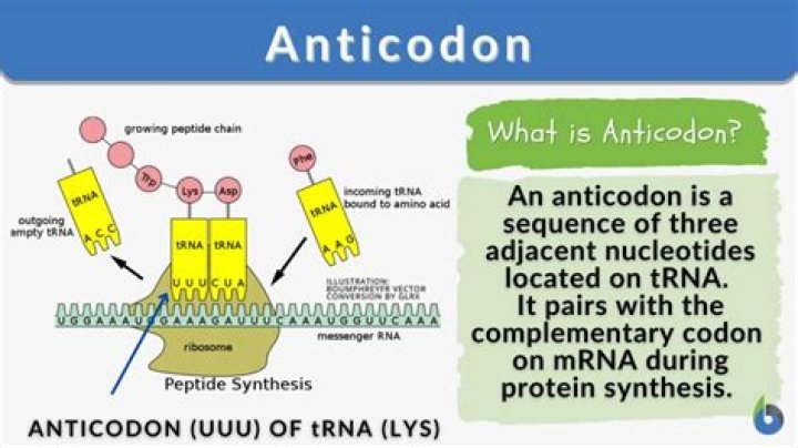 In what molecule are anticodons found?