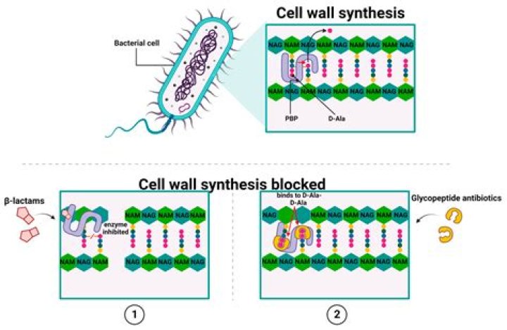 In what part of the bacterial cell is the flavoprotein located?