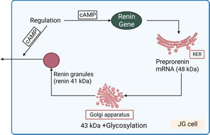 In which condition jg cells release renin?
