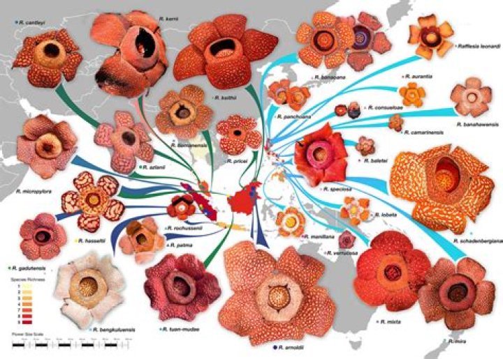 In which country rafflesia found?