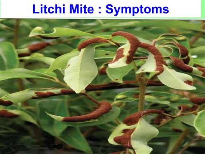In which month does the litchi trees bloom?