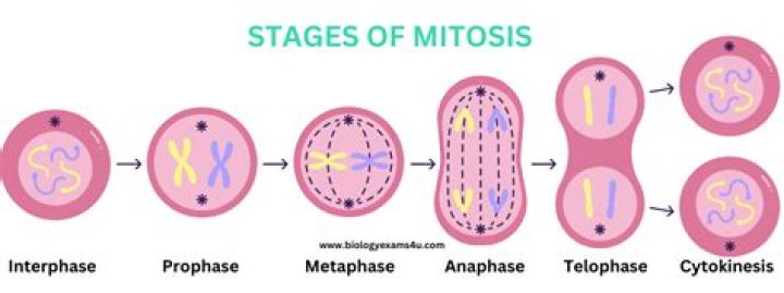 In which phase of mitosis do chromosomes condense?