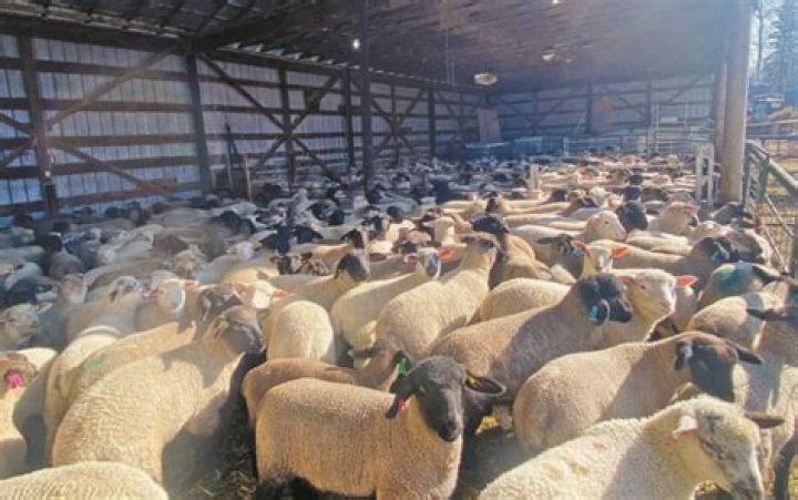 In winter the sheep on sheep farms are fed on?