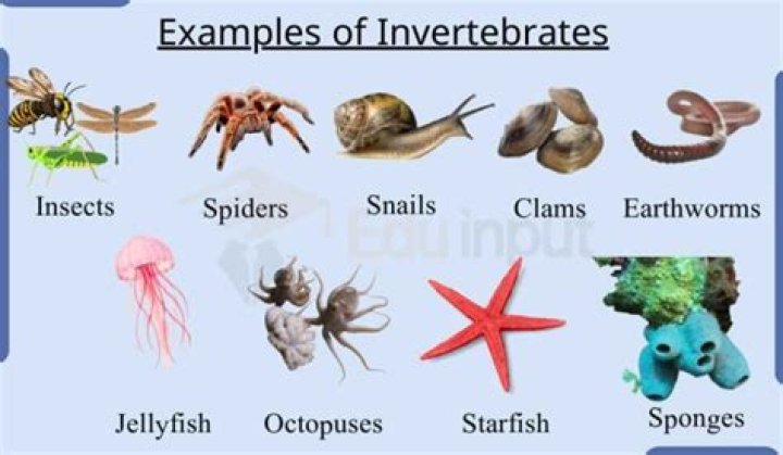 Invertebrate in a sentence?