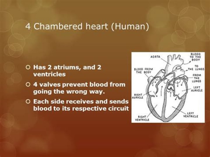 Is 3 chambered heart?