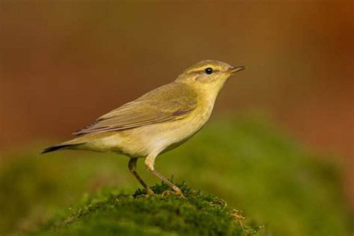 Is a chiffchaff a warbler?