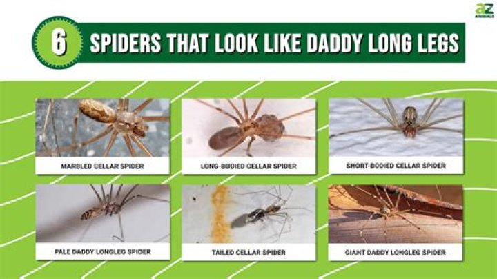 Is a daddy long legs a spider poisonous?