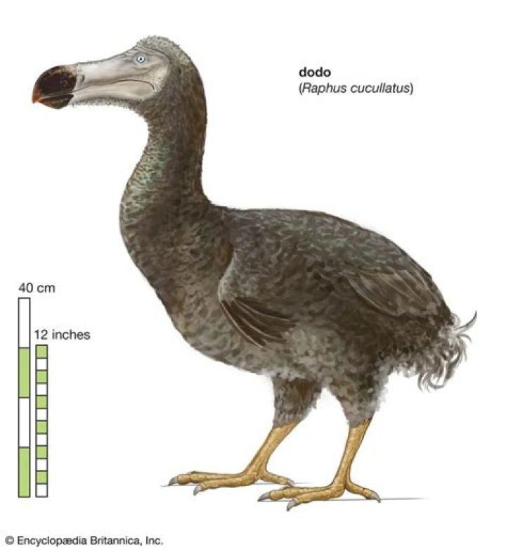 Is a dodo bird real?