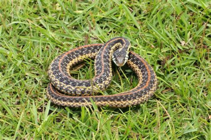 Is a garter snake a good pet?