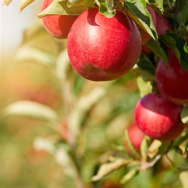 Is a haralson apple sweet?