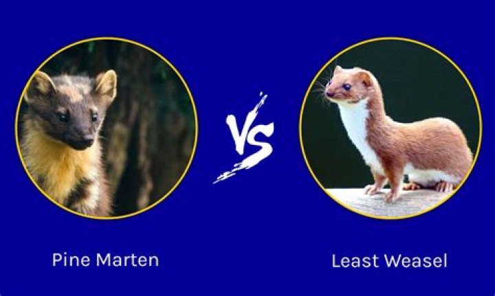 Is a marten a weasel?