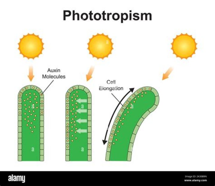 Is a phototropic response?