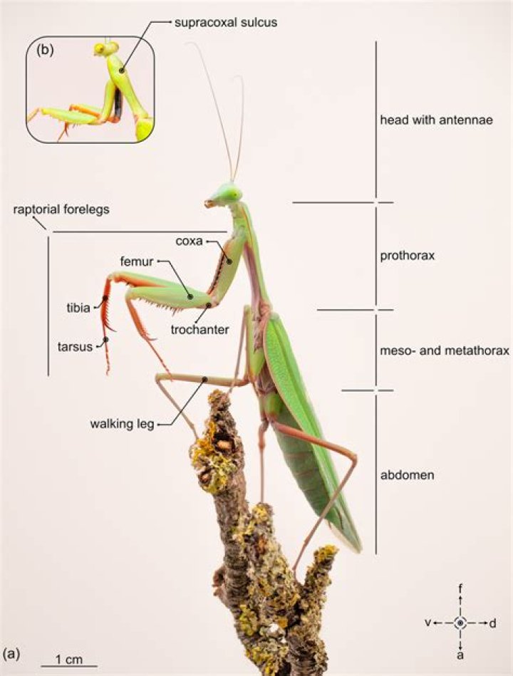 Is a praying mantis cold blooded?