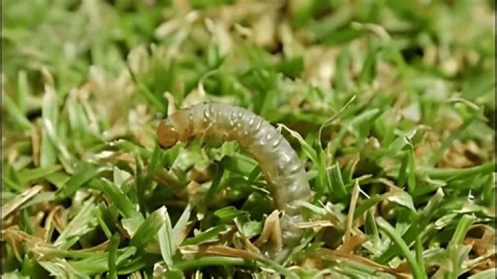 Is a sod webworm an insect?
