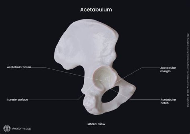 Is acetabulum a latin word?